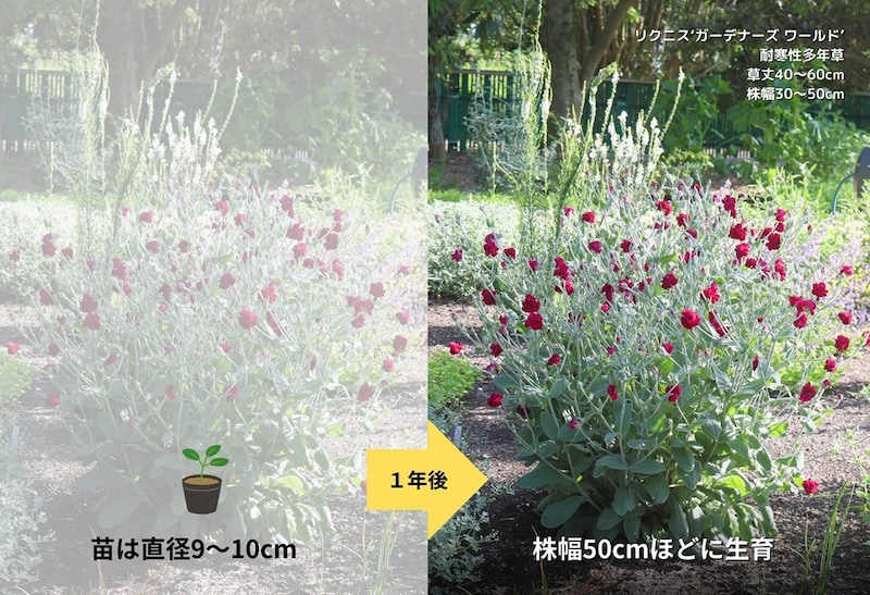 宿根草の成長