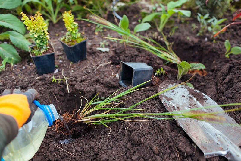 ペニセタムの植え付け