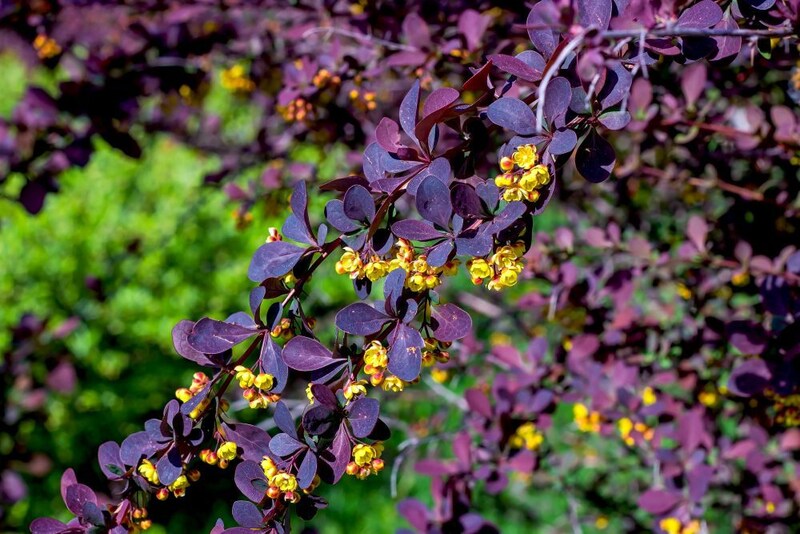 メギの花