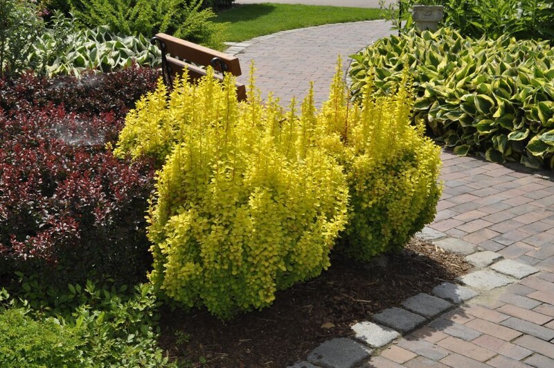 メギの植栽