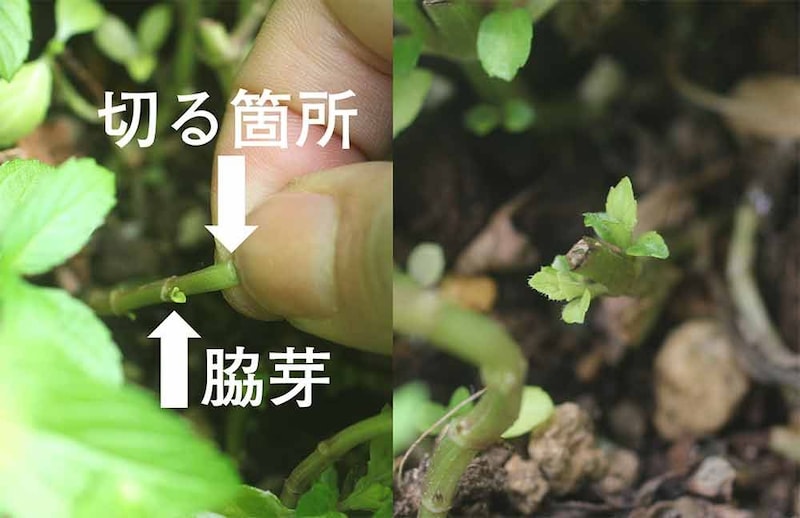 ミントの切り戻し