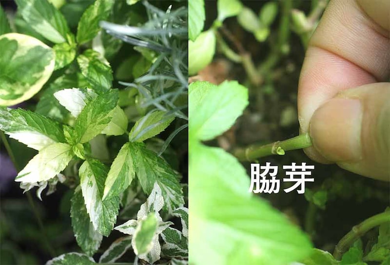ミントの切り戻し