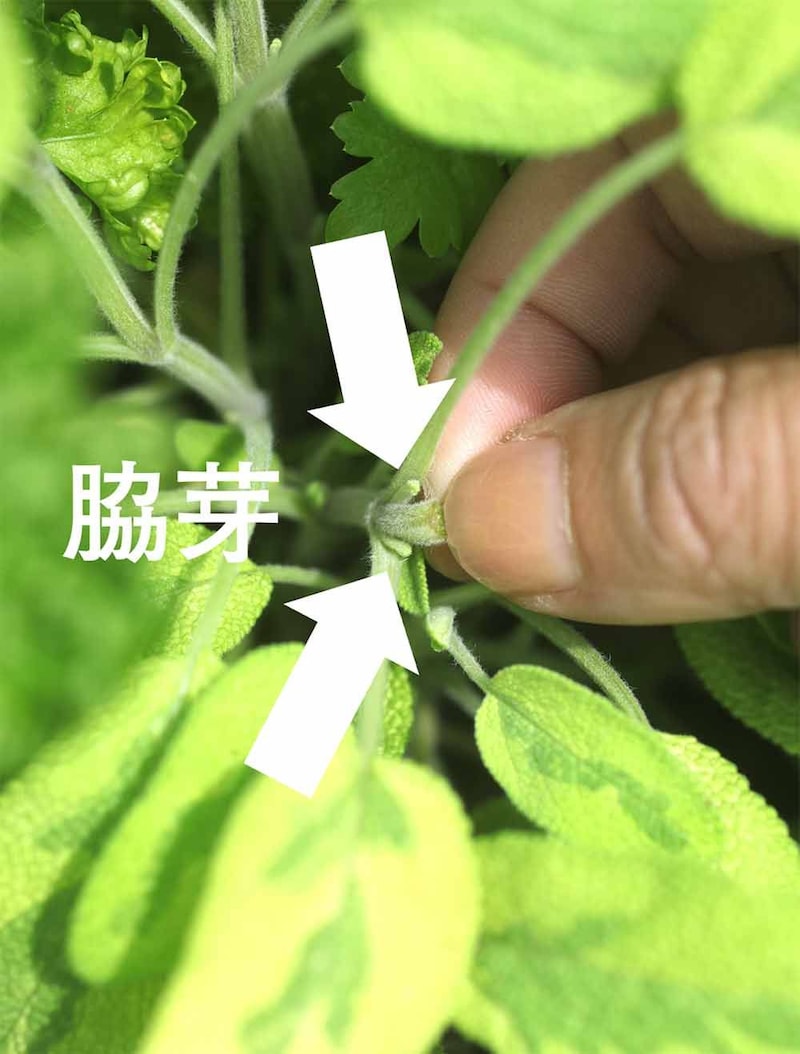 セージの切り戻し
