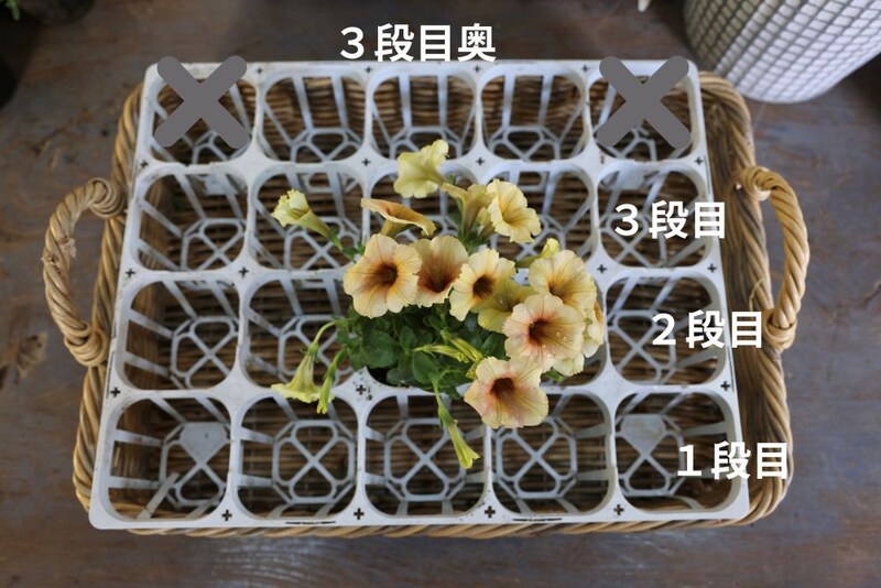 ハンギングの苗