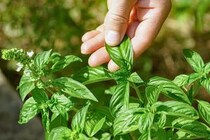 順調だったバジルが突然全滅…⁉︎ 近年急増する大敵『べと病』から株を守る4つの対策