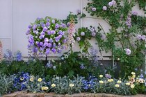 奥行き30cmでも、ここまで華やか！ ペチュニアのハンギングバスケットの作り方