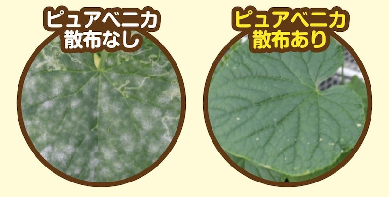 ピュアベニカ