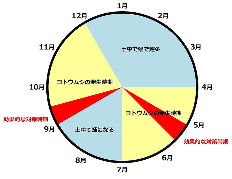 ヨトウムシのライフサイクル
