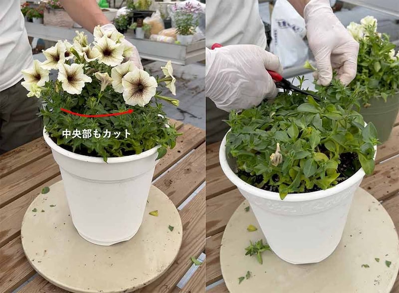 ペチュニアの切り戻し