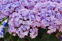 これもアジサイ？ 雨の季節を美しく変える名品アジサイと、来年も咲かせるコツ