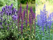 季節の花の3択クイズ！ 心地よい香りでおなじみのラベンダーは次のうちどれ？