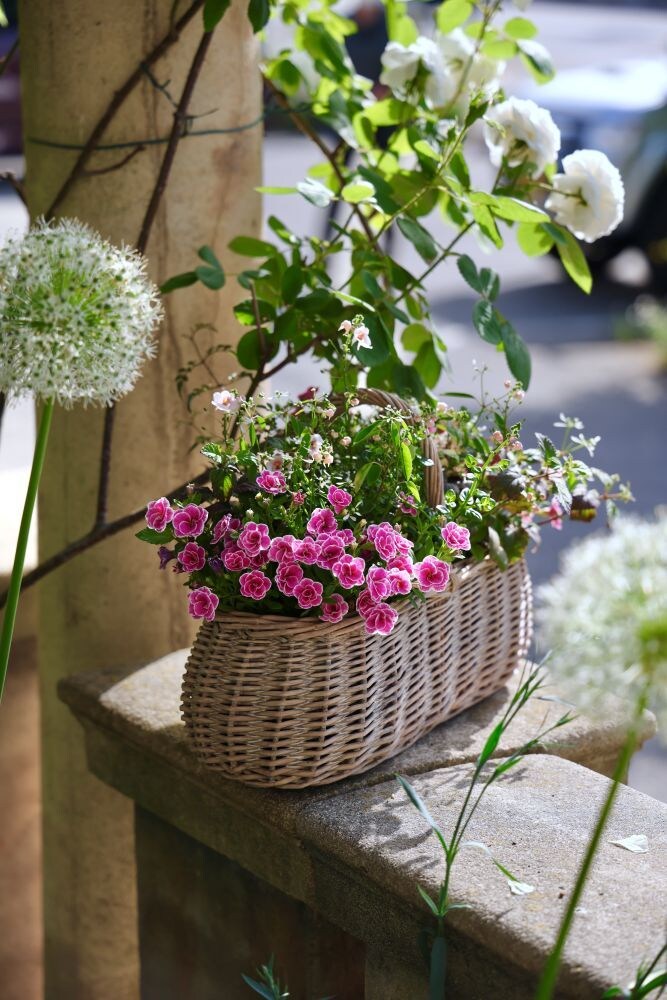 バスケットの寄せ植え