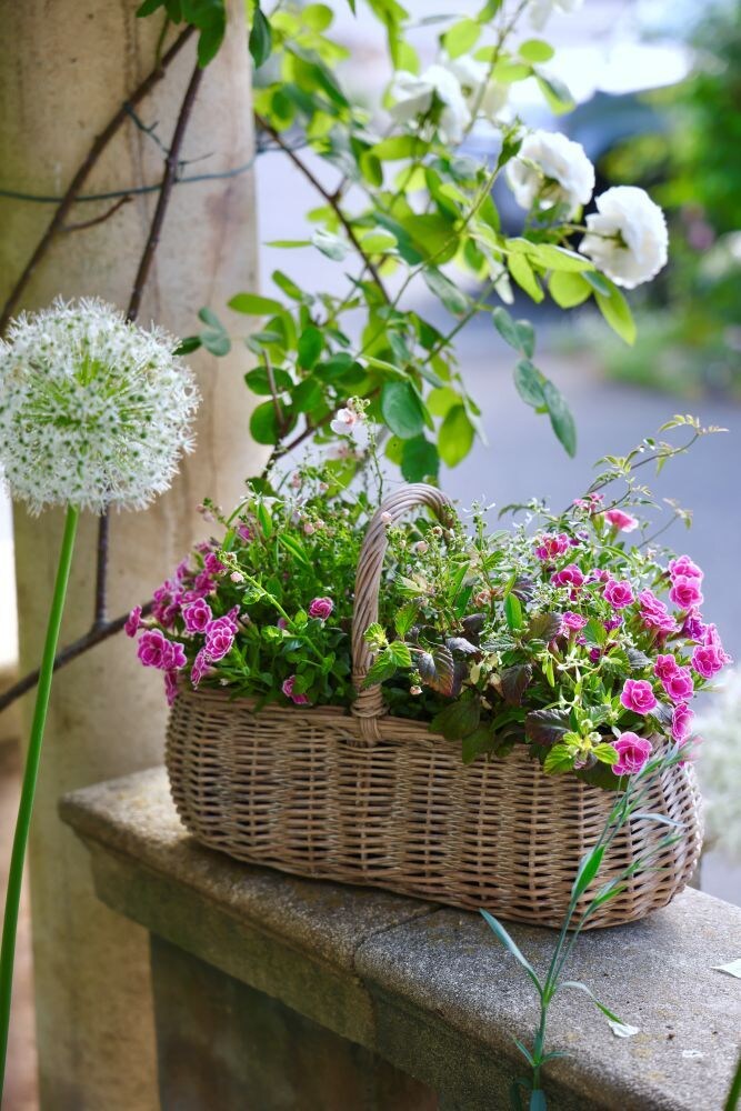 バスケットの寄せ植え