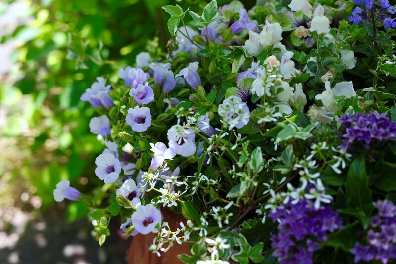 トレニアの寄せ植え