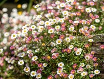 春から秋までずっと満開！ 長く楽しめる宿根草「エリゲロン」の育て方と人気品種