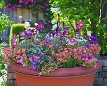 庭も玄関も見違える！ 夏に楽しむ“小・中・大”の寄せ植えアイデア
