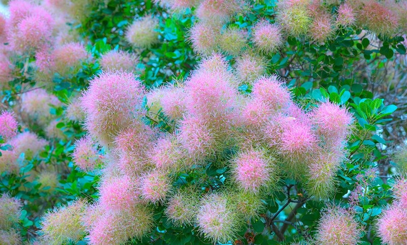 スモークツリー