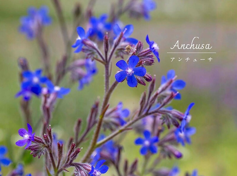 【夏枯れ対策】ワスレナグサに似た青い花「アンチューサ」を日本の気候で上手に育てる方法
