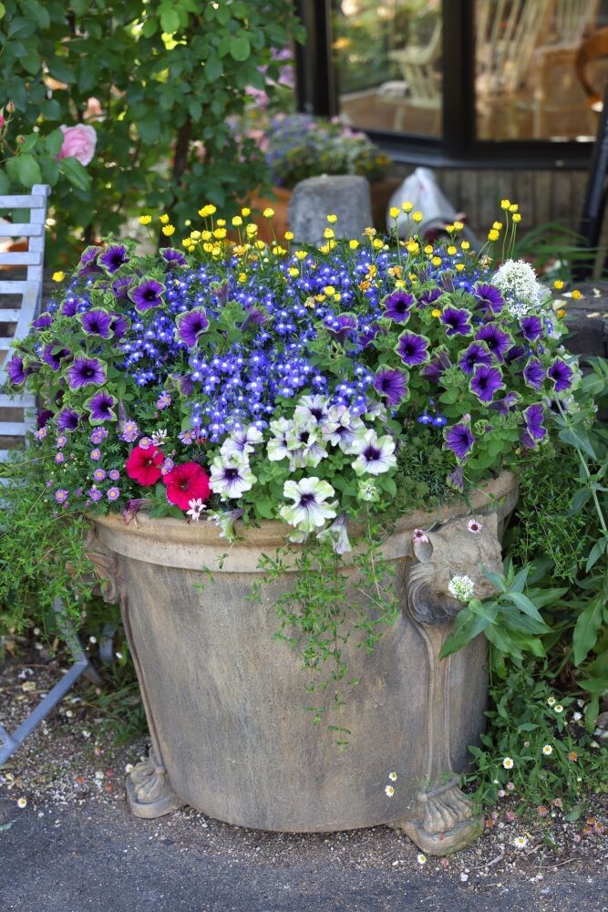 ペチュニアの寄せ植え