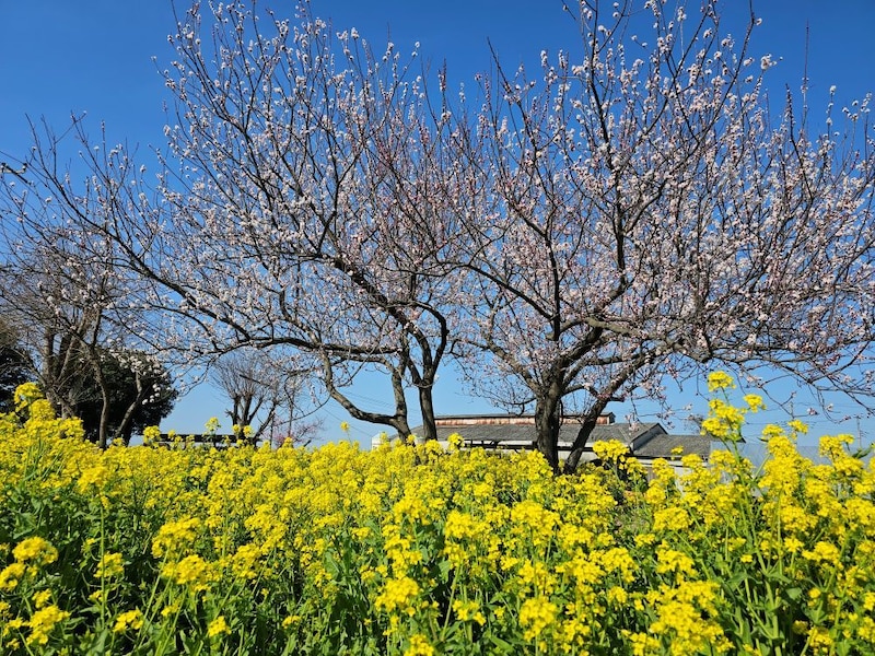菜の花と杏の木
