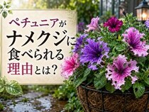ペチュニアがナメクジに食べられる理由とは？ 匂いで選ぶ習性と、庭でできる予防策