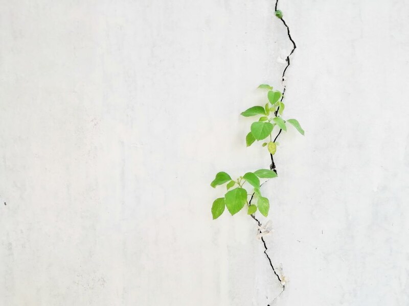 植物