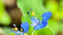 午前中だけ見られる青い花！ 身近なこの野草の名前は？【Let’s Try! 植物クイズ】