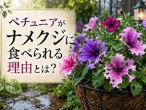 ペチュニアがナメクジに食べられる理由とは？ 匂いで選ぶ習性と、庭でできる予防策