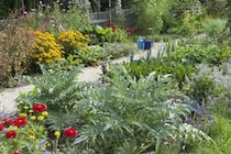 食べずに咲かせる贅沢！ アーティチョークとアザミでつくる「目で楽しむ」家庭菜園