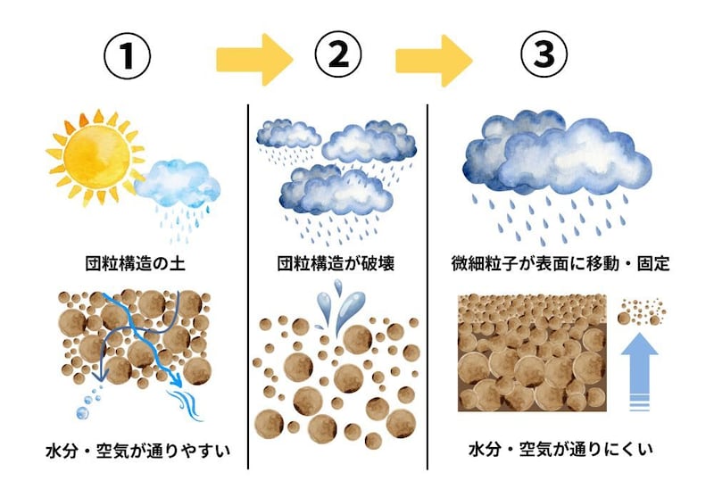 過湿の庭