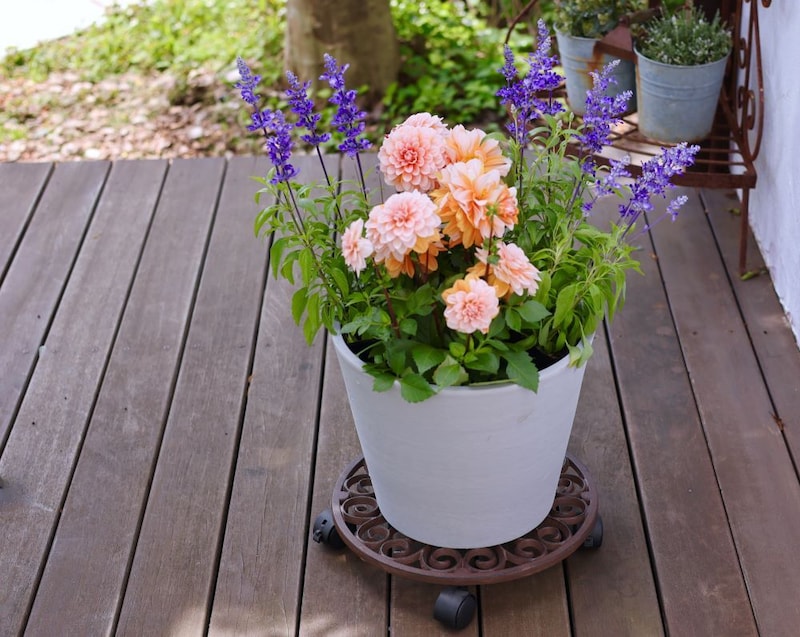 鉢植えの植物