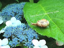 【放置NG】梅雨に植物が枯れる⁉︎ 今すぐやるべきガーデニング対策10選