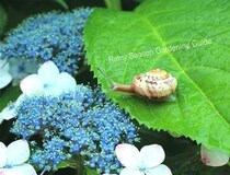 【放置NG】梅雨に植物が枯れる⁉︎ 今すぐやるべきガーデニング対策10選