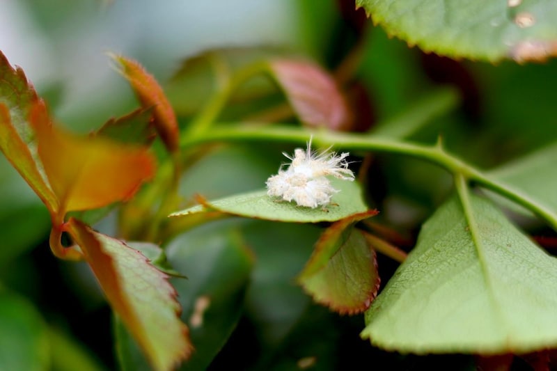 白い綿みたいな虫がバラや庭木に！　正体は？ 放っておいていい？ 対処法を解説