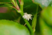 庭木に白い綿⁉ チュウゴクアミガサハゴロモとよく似た「白い虫」の見分け方と対処法