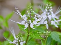 「猫のヒゲ」みたいな花があるって本当？ ふわふわ可愛いネコノヒゲの育て方