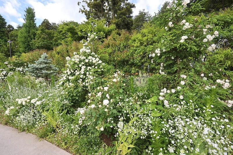 つるバラの開花