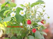 【幸せを呼ぶハーブ】ワイルドストロベリーの育て方｜花も実も葉もかわいい！ 失敗しないクラウンの植え方や簡単活用術