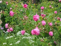バラを守るのは人ではなく庭？ 害虫を敵にしない「命のつながり」の庭づくり