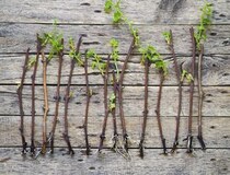 その挿し木、じつは間違ってるかも？ 初心者によくある失敗と成功のコツ