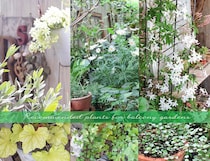 【プロが指南】忙しい日々をリセット！ ベランダを「癒やしの空間」に変えるおすすめ植物