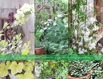 【プロが指南】忙しい日々をリセット！ ベランダを「癒やしの空間」に変えるおすすめ植物