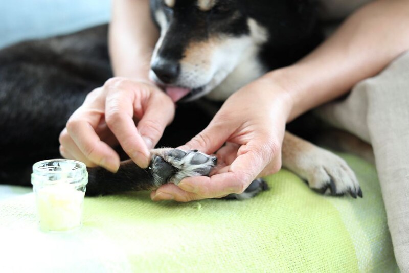 犬の肉球ケア