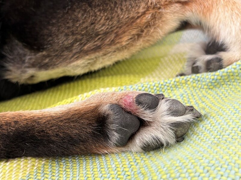 犬の肉球ケア