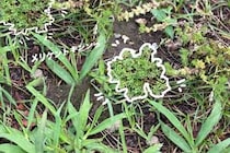 愛犬の散歩中に要注意！ 肉球に刺さる“天然の画鋲”メリケントキンソウの見分け方と対策