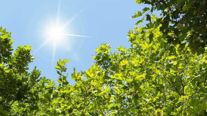 夏