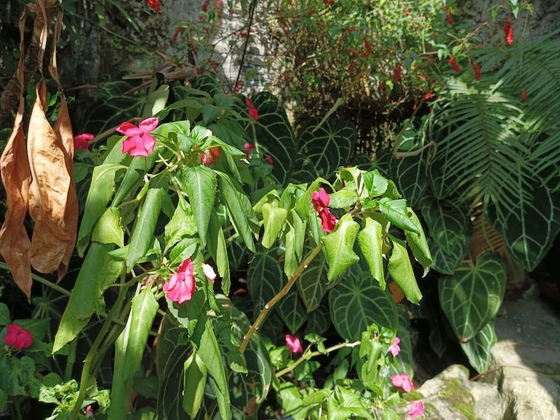 植物の夏越し