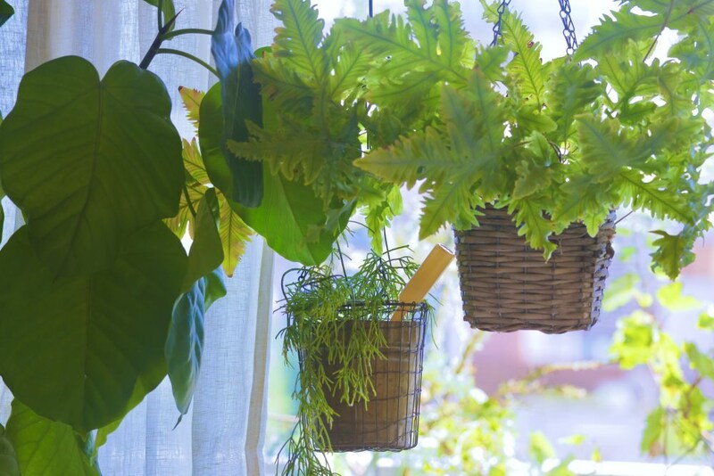 観葉植物