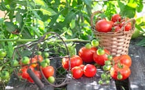 夏越しできる強い株に育てるなら今！ 梅雨明け前から始める花・野菜・観葉植物の暑さ対策