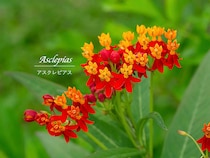 英名は「蝶の雑草」？ 真夏の庭をカラフルに彩るアスクレピアスの育て方と魅力